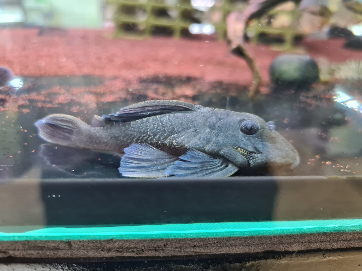 Baryancistrus Beggini L239 by Iven Betta