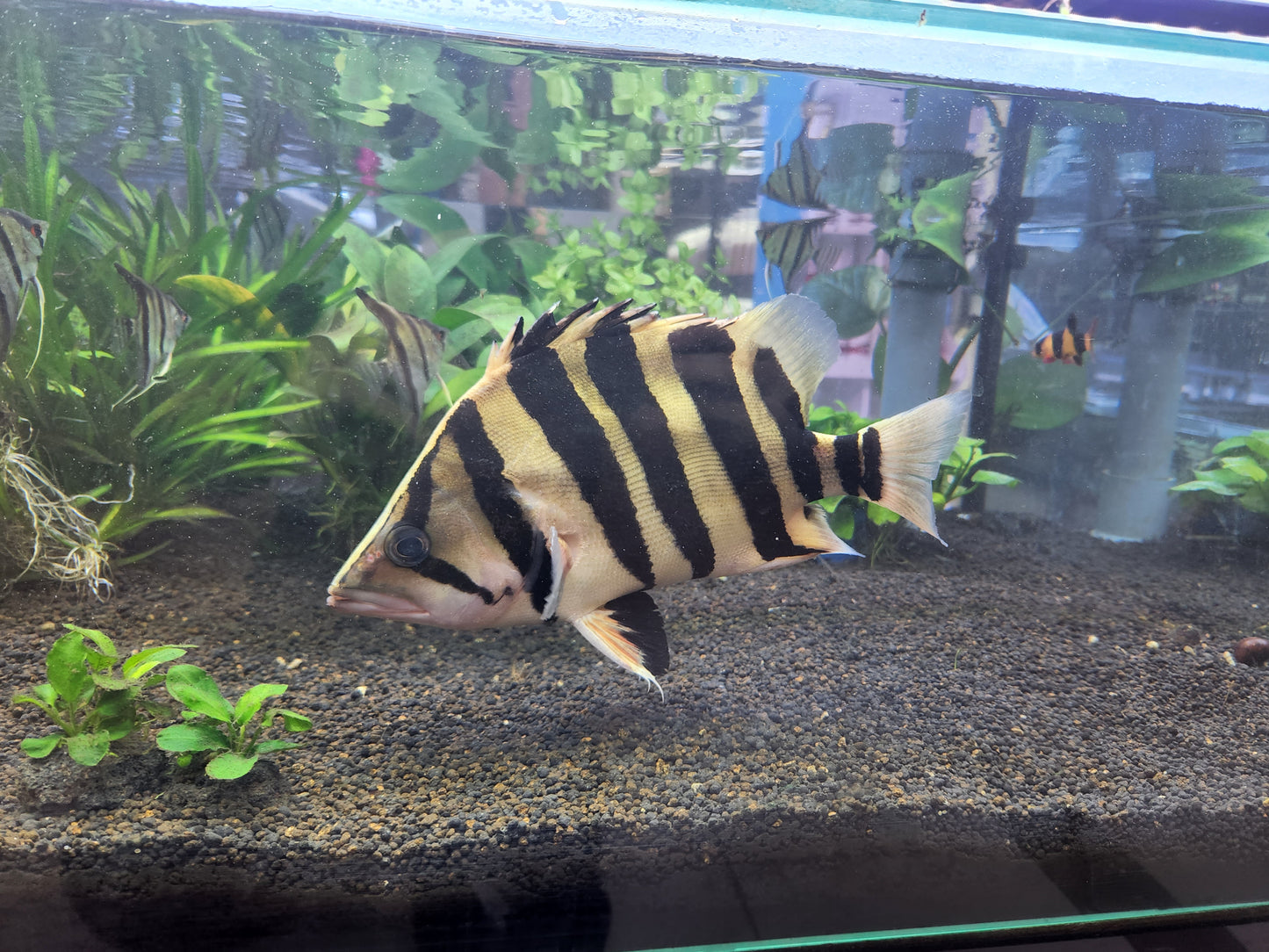 Datnioides Microlepis 'IT' by Iven Betta