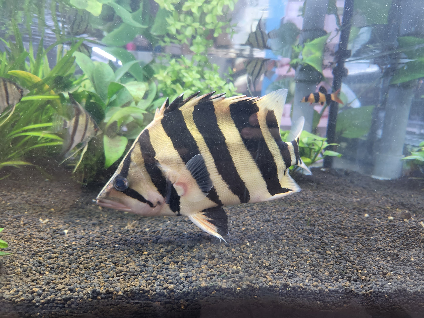 Datnioides Microlepis 'IT' by Iven Betta