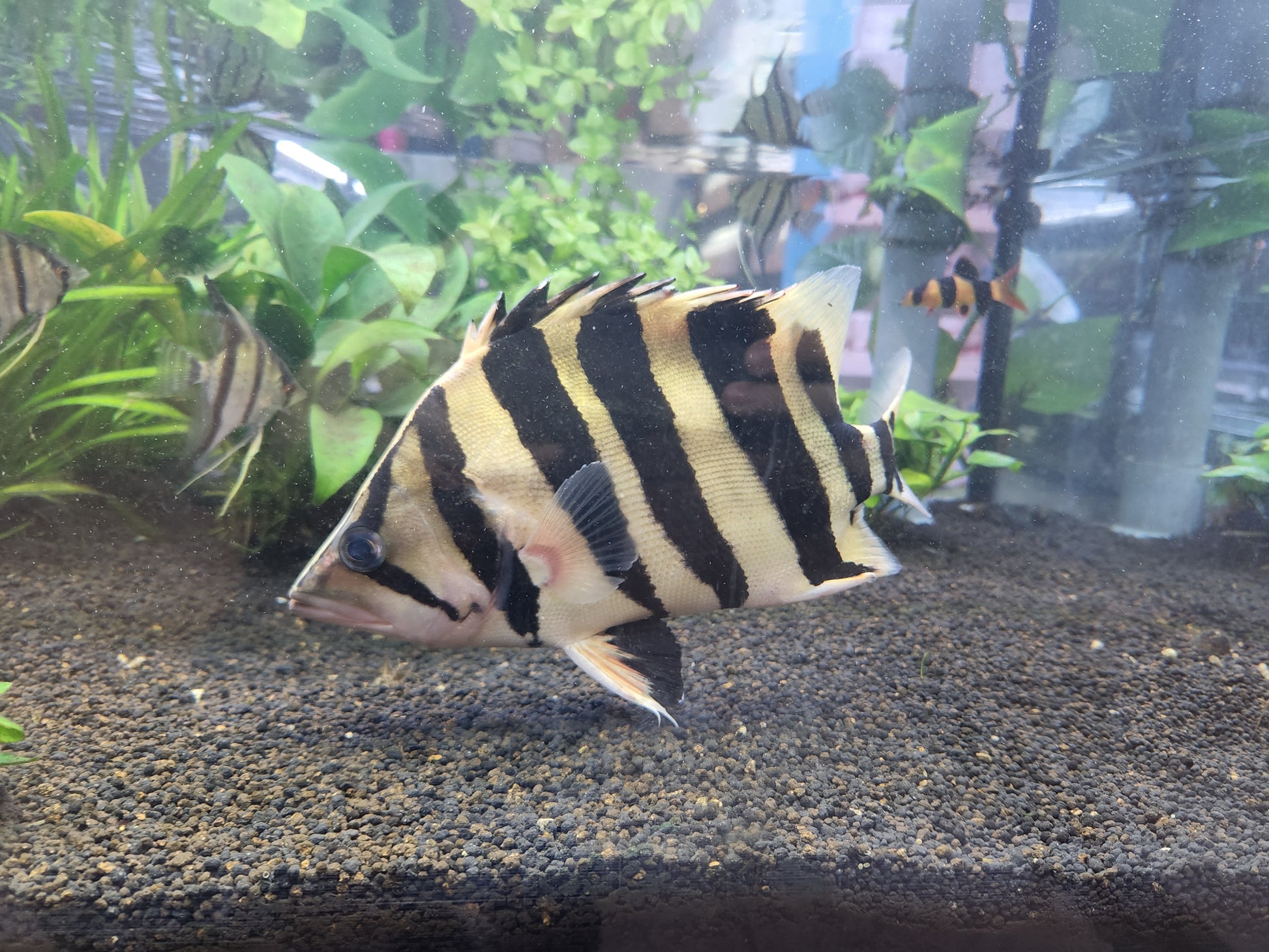 Datnioides Microlepis 'IT' by Iven Betta