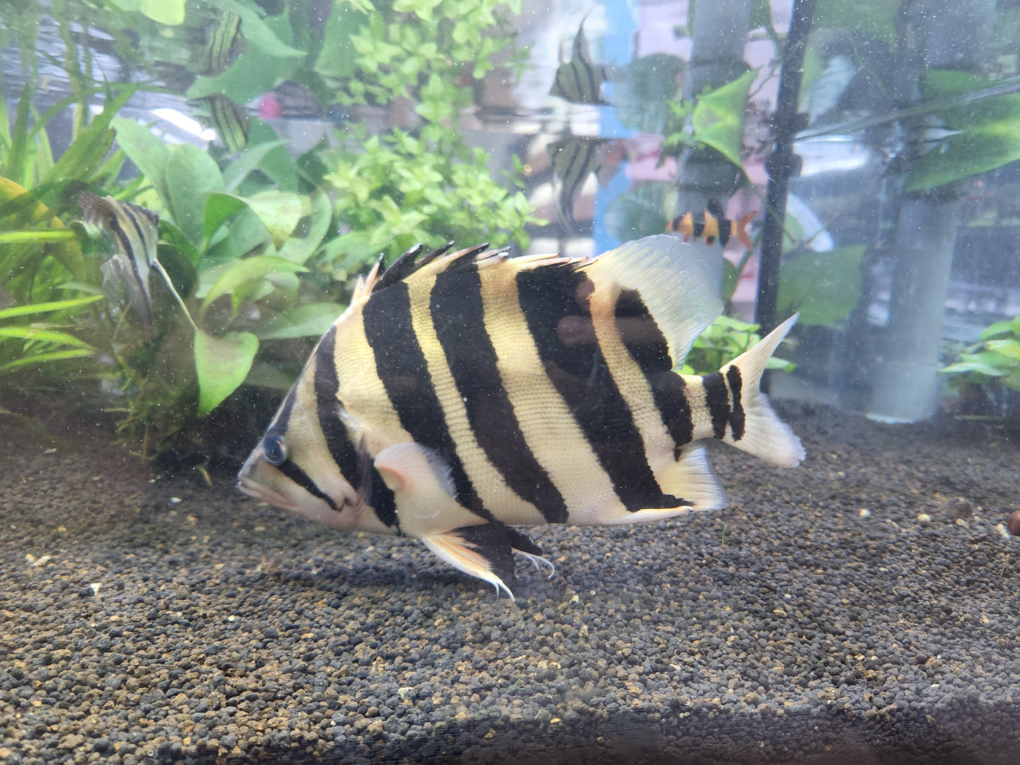 Datnioides Microlepis 'IT' by Iven Betta