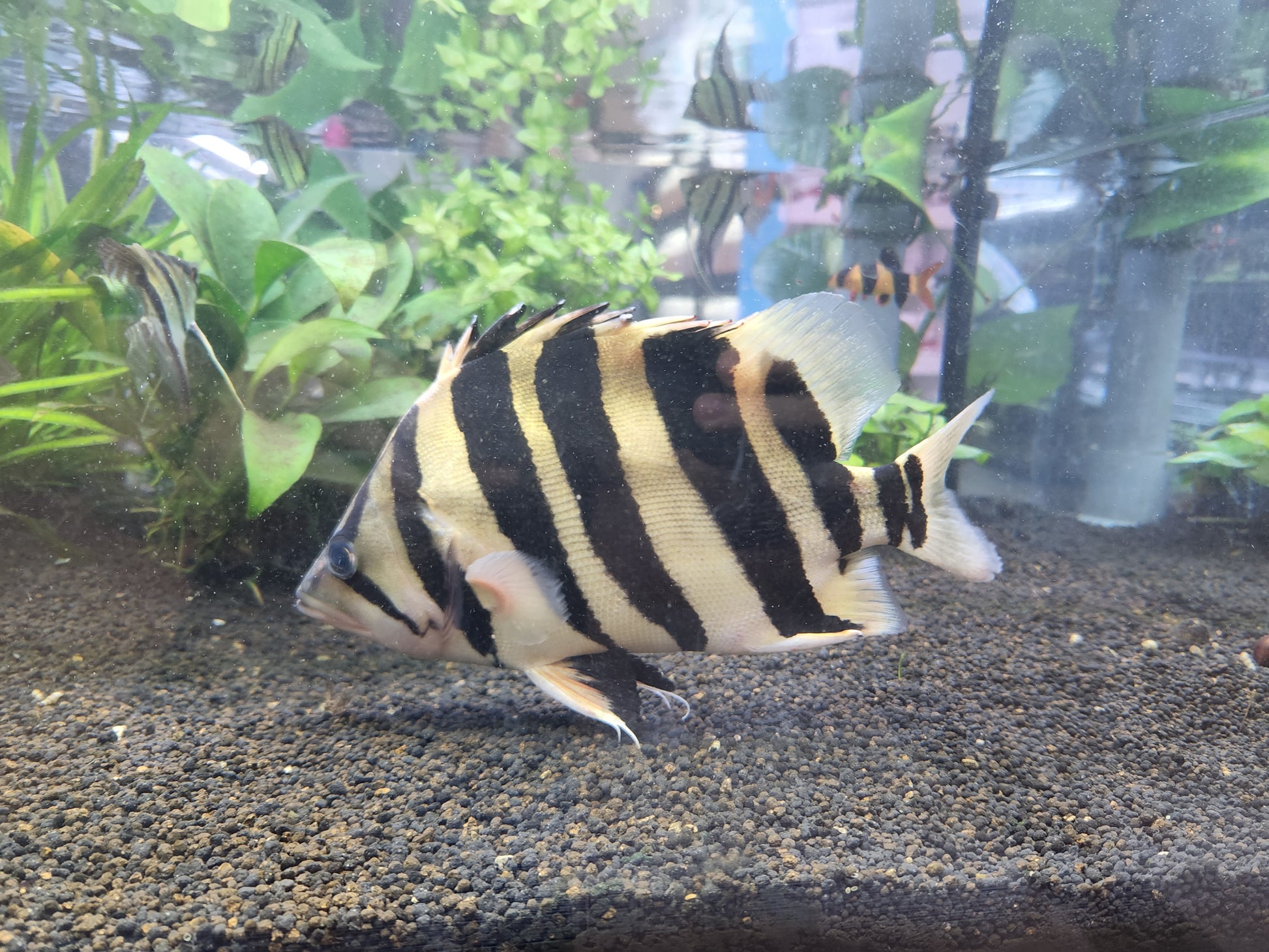 Datnioides Microlepis 'IT' by Iven Betta