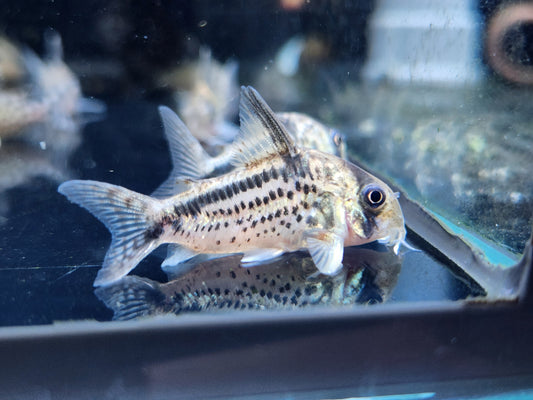 Corydoras Loxozonus by Iven Betta