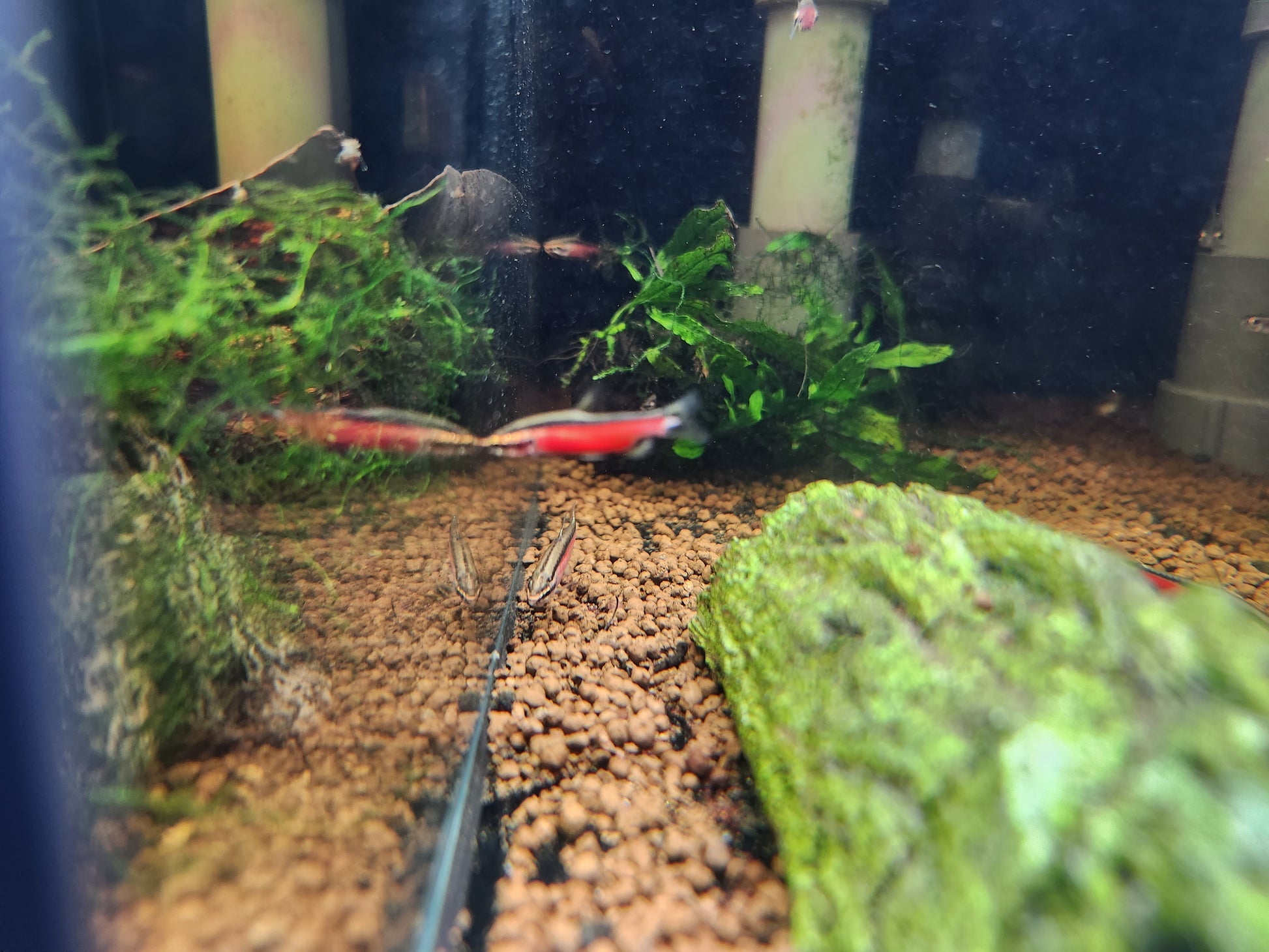 Nannostomus sp. ‘Super Red Cenepa’ by Iven Betta