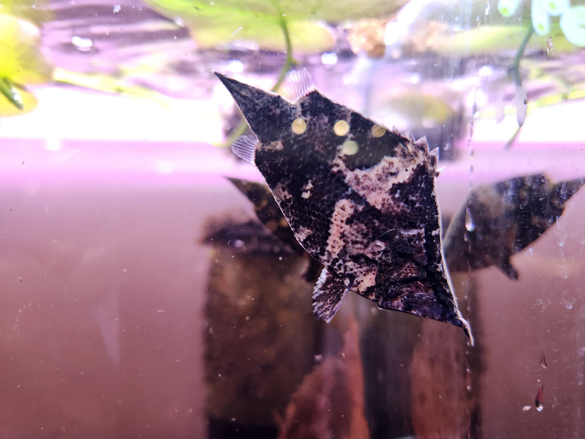 Monocirrhus Polyacanthus by Iven Betta