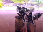 Monocirrhus Polyacanthus by Iven Betta