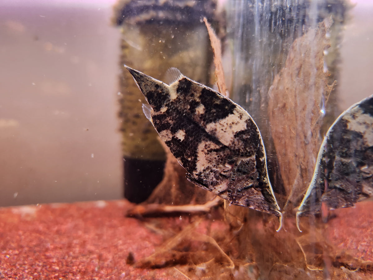 Monocirrhus Polyacanthus by Iven Betta