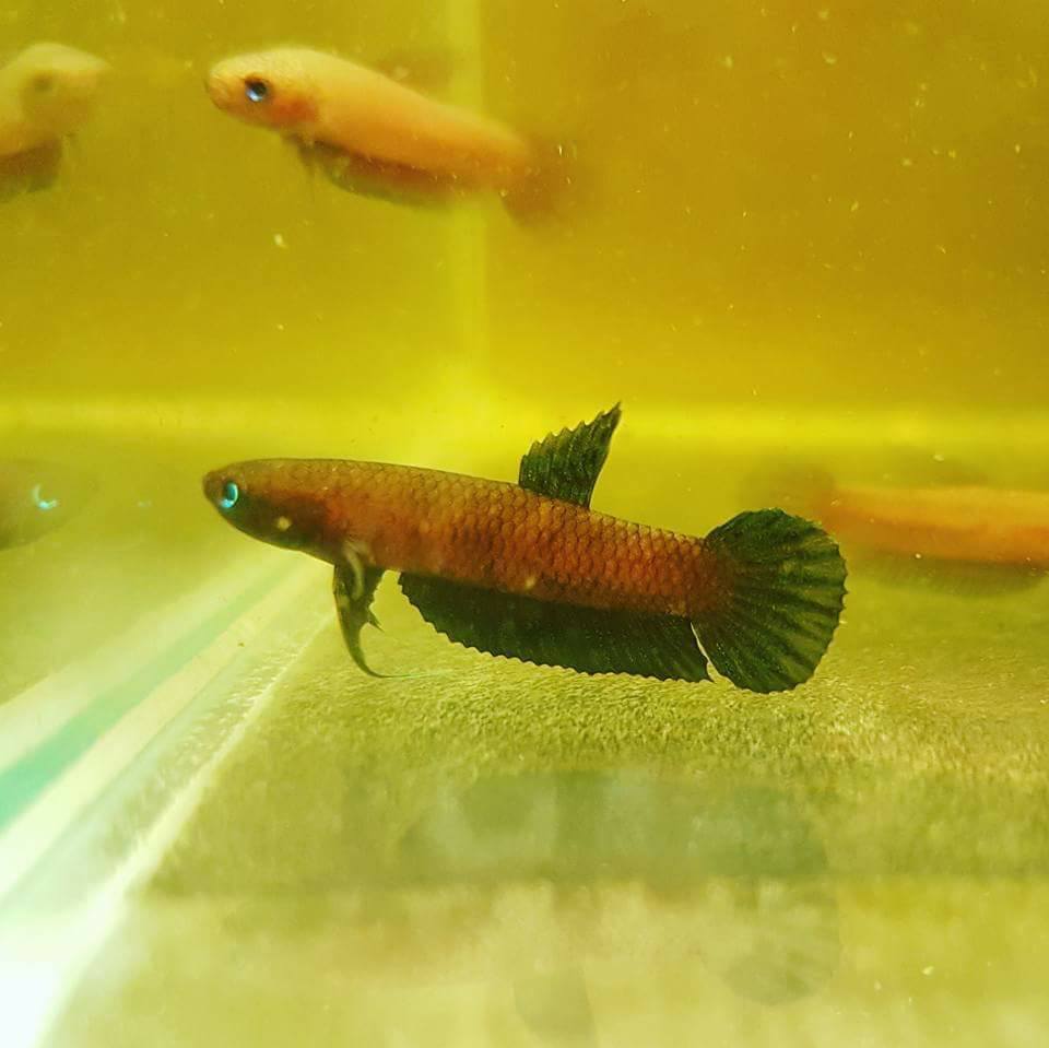 Betta Persephone by Iven Betta