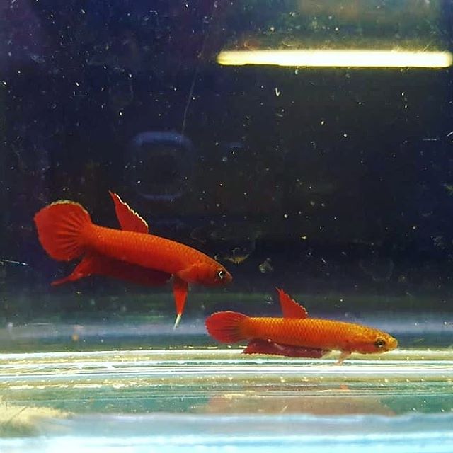 Betta Mulyadii sp. Api Api "Red" by Iven Betta