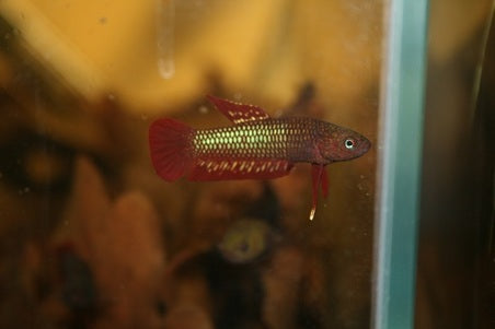 Betta Rutilans by Iven Betta