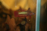 Betta Rutilans by Iven Betta
