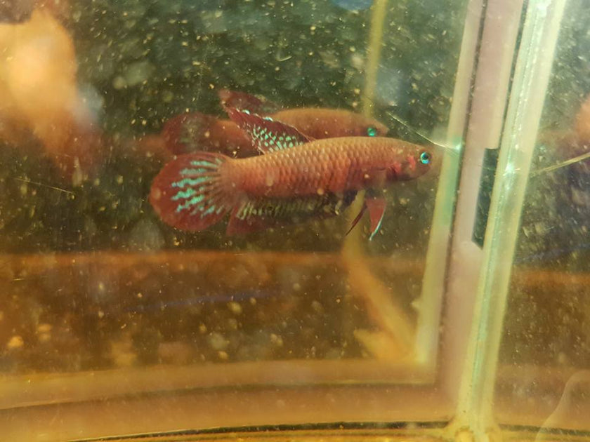 Betta Livida by Iven Betta