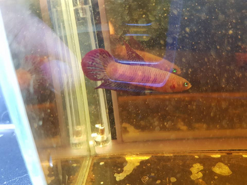 Betta Livida by Iven Betta