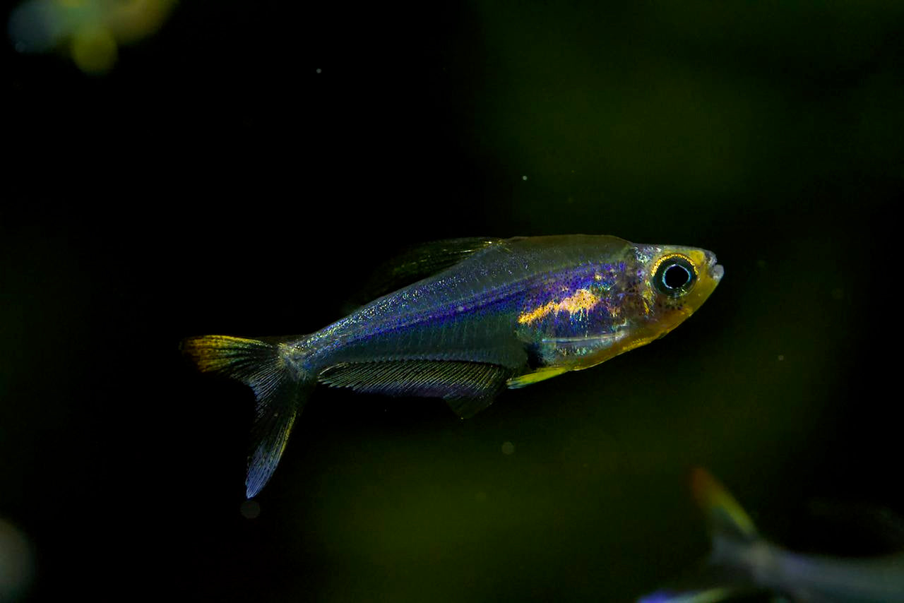 Trochilocharax Ornatus by ivenbetta