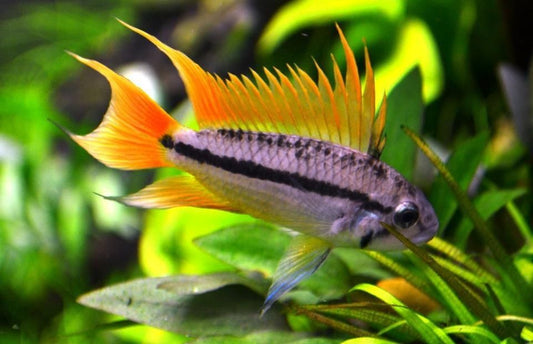 Apistogramma Cacatuoides "Orange" by Iven Betta