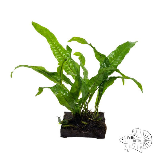 Microsorum Pteropus var. Java Fern by Iven Betta