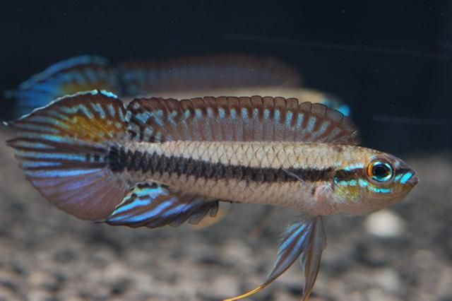 Taeniacara Candidi by ivenbetta