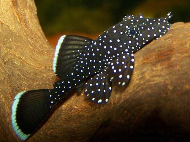 Ancistrus Dolichopterus L183 by Iven Betta