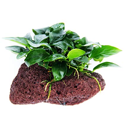 Anubias Barteri var. Mini Nana - Rock by Iven Betta