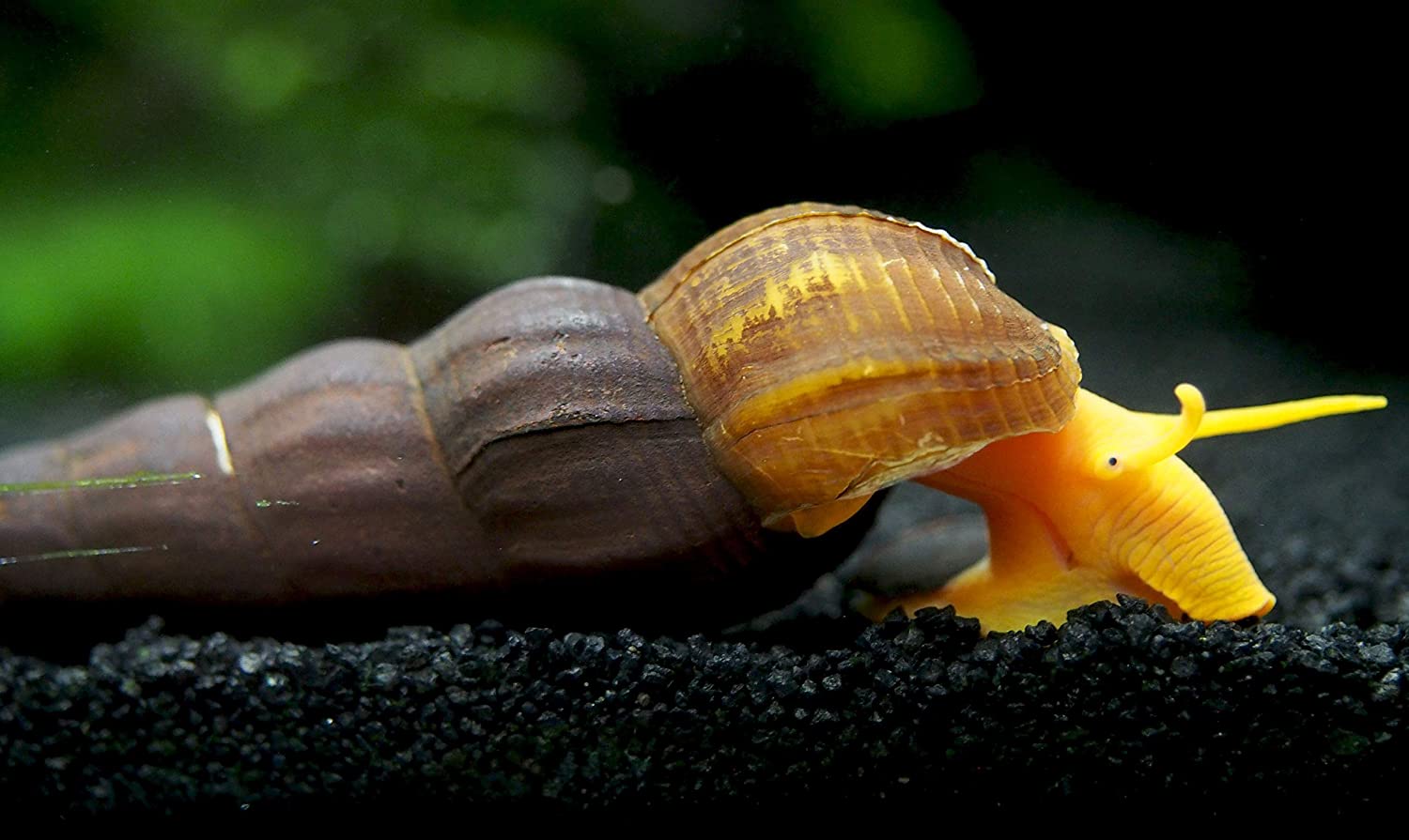 Tylomelania Gemmifera by ivenbetta