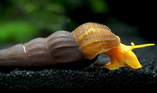 Tylomelania Gemmifera by ivenbetta