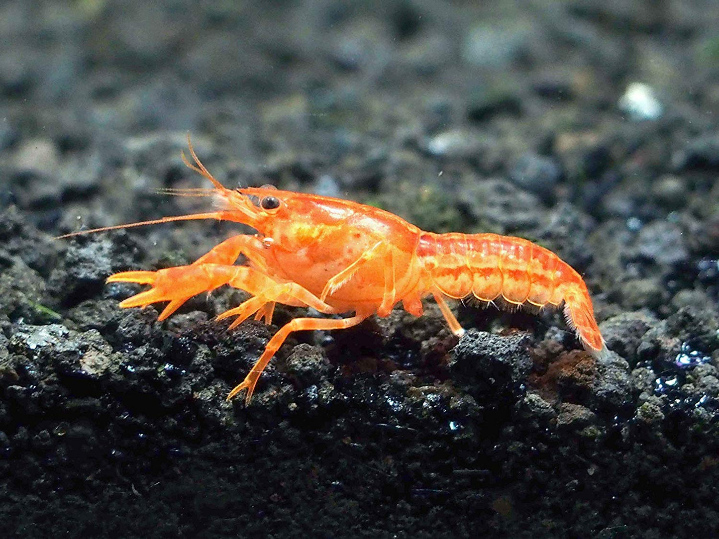 Cambarellus Patzcuarensis by Iven Betta