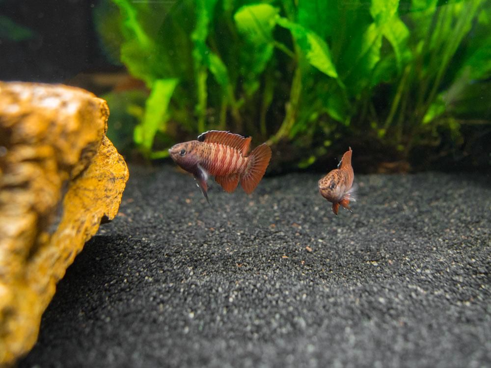 Dario sp. Myanmar by Iven Betta