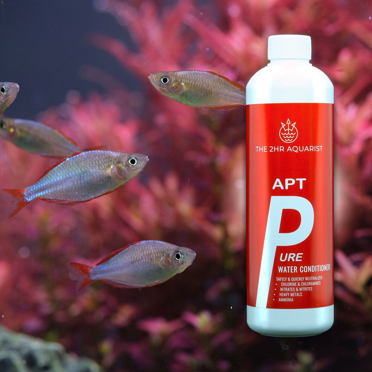 THE 2HR AQUARIST - APT Pure by ivenbetta