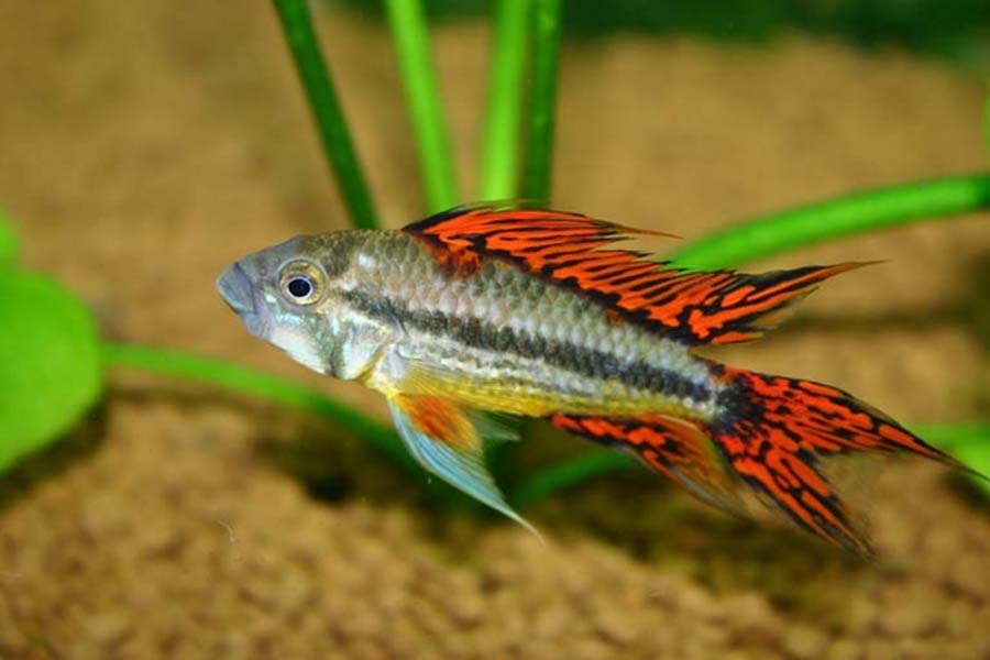 Apistogramma Cacatuoides "Red" by Iven Betta