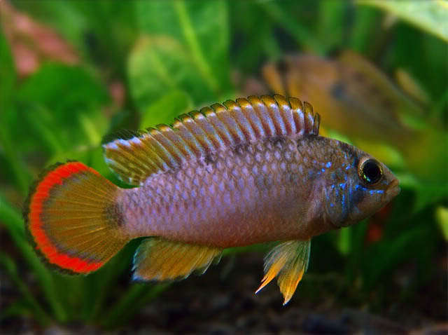 Apistogramma Nijsseni by Iven Betta