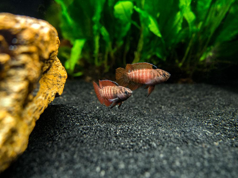 Dario sp. Myanmar by Iven Betta