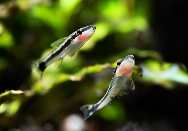 Otocinclus Vittatus by Iven Betta