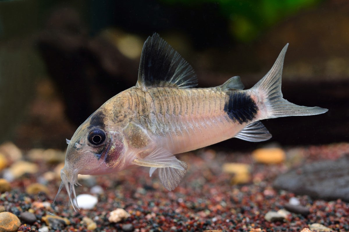 Corydoras Panda by Iven Betta