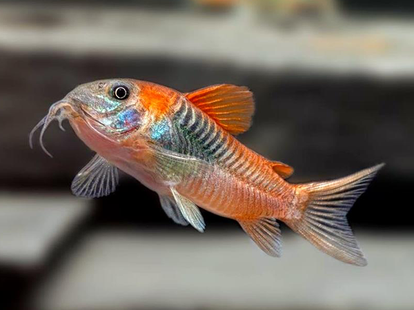Corydoras Aeneus "Venezuela Orange" by Iven Betta