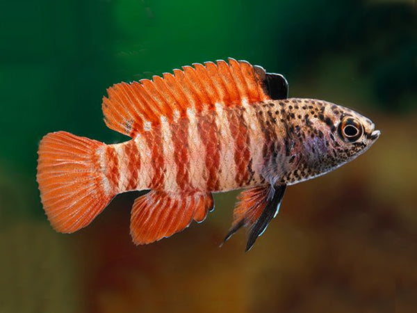 Dario sp. Myanmar by Iven Betta