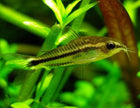 Corydoras Pygmaeus by Iven Betta