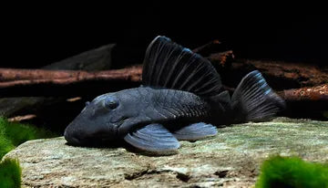 Baryancistrus Beggini L239 by Iven Betta