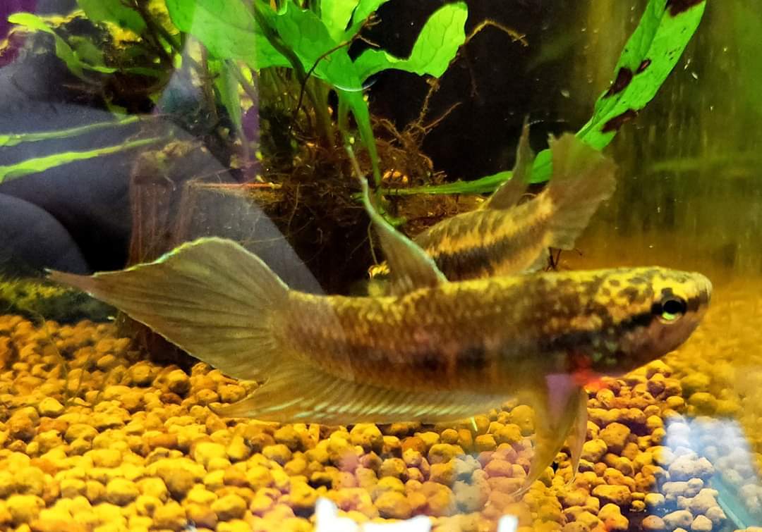 Betta Dimidiata by Iven Betta