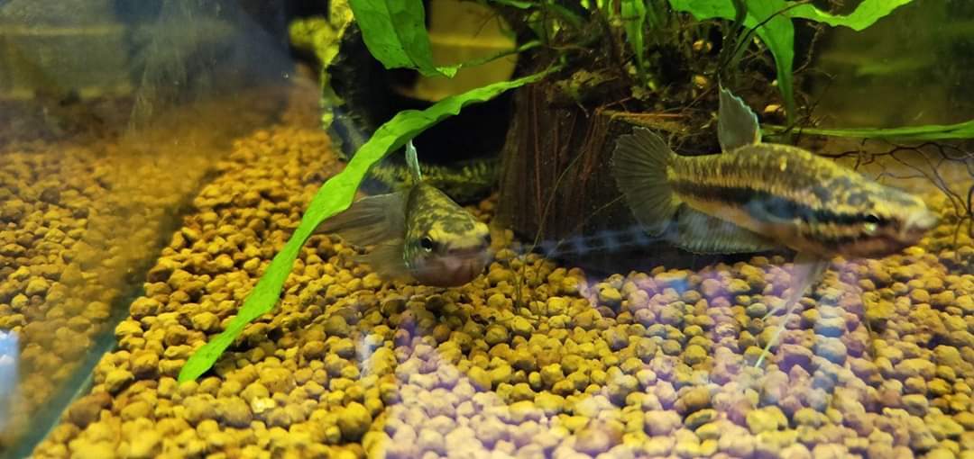 Betta Dimidiata by Iven Betta