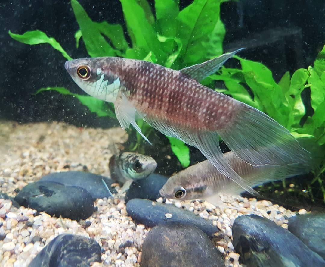 Betta Pugnax by Iven Betta