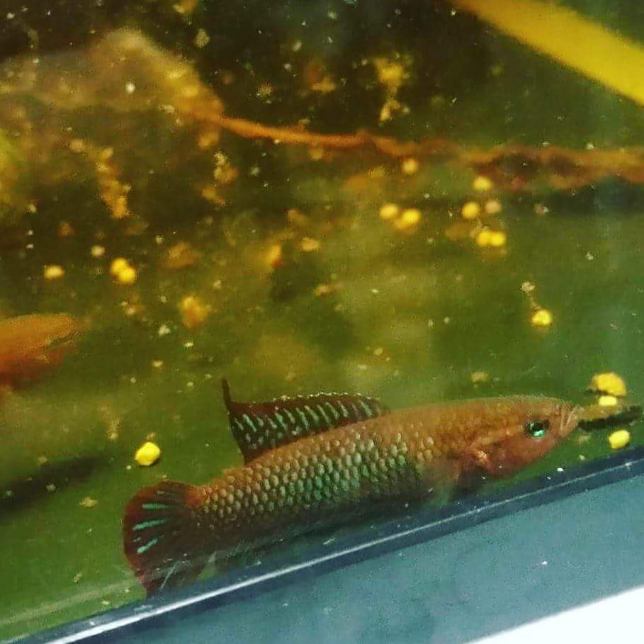 Betta Uberis by Iven Betta