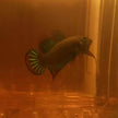Betta Siamorientalis by Iven Betta