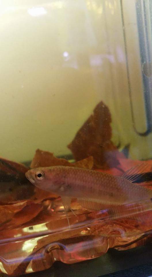 Betta Ocellata by Iven Betta