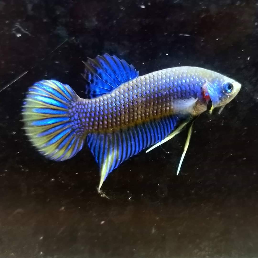 Betta Imbellis by Iven Betta