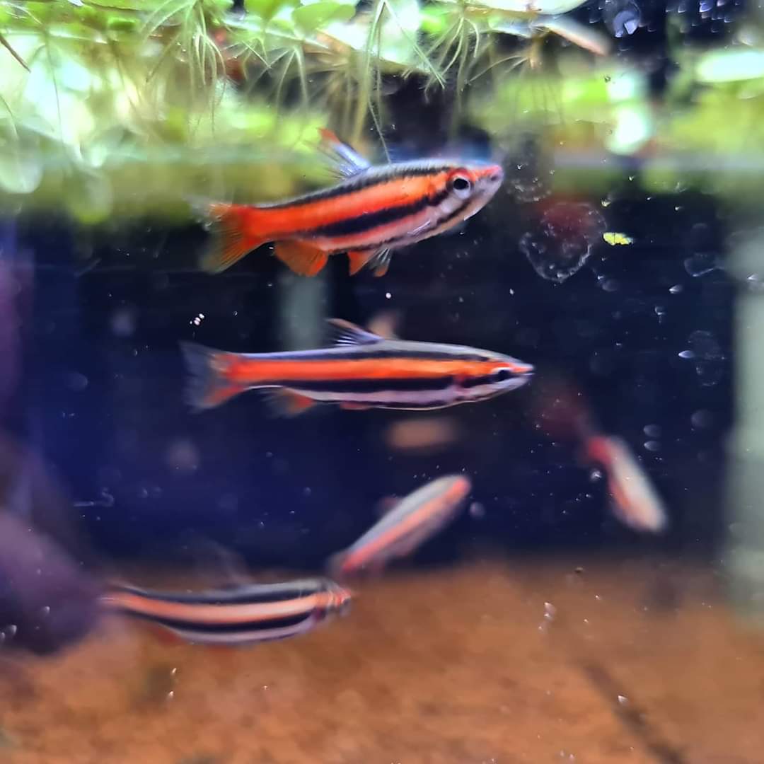 Nannostomus Mortenthaleri by Iven Betta