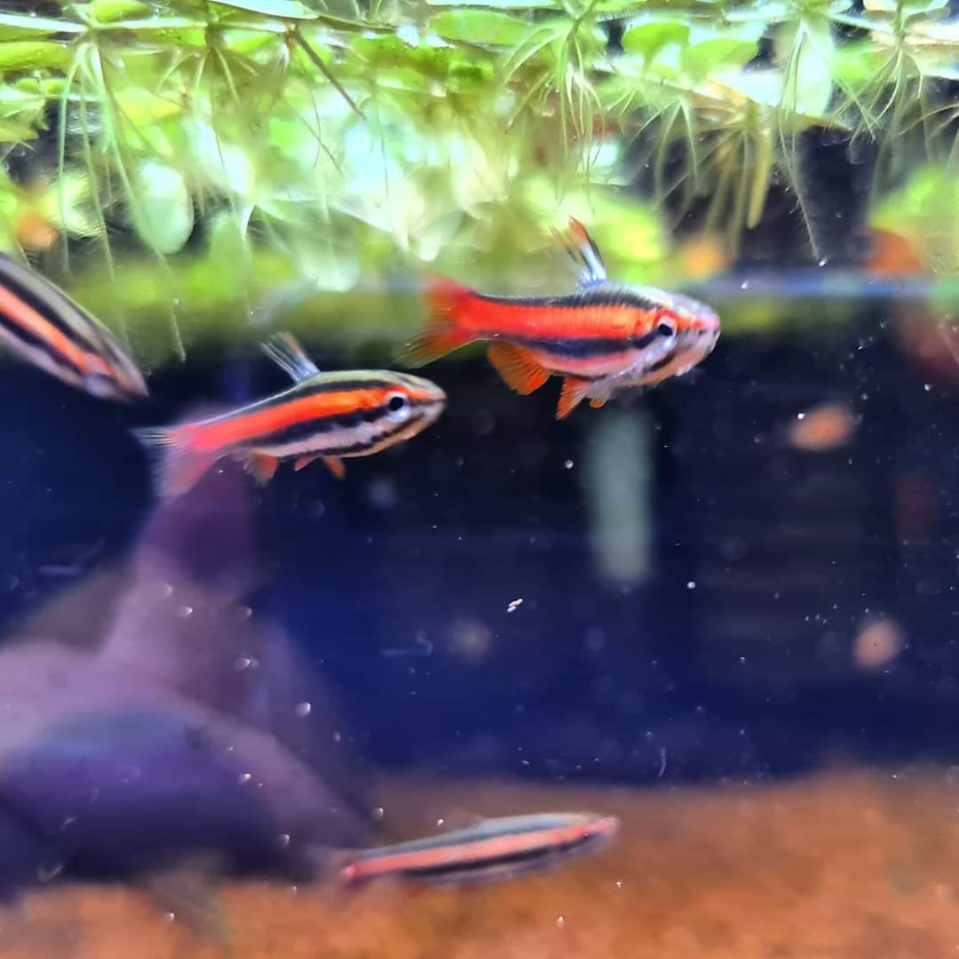 Nannostomus Mortenthaleri by Iven Betta