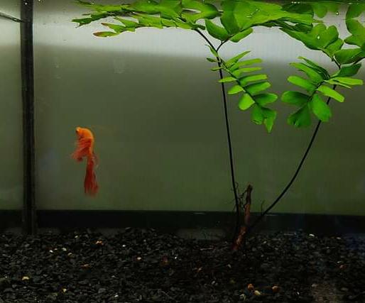 Adiantum sp. by Iven Betta