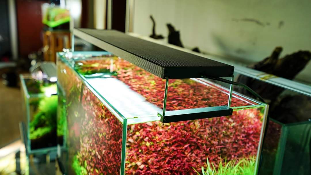 Chihiros WRGBII Series LED Light by ivenbetta