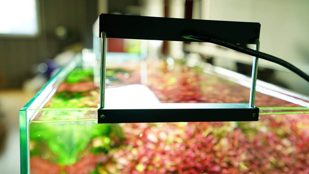 Chihiros WRGBII Series LED Light by ivenbetta