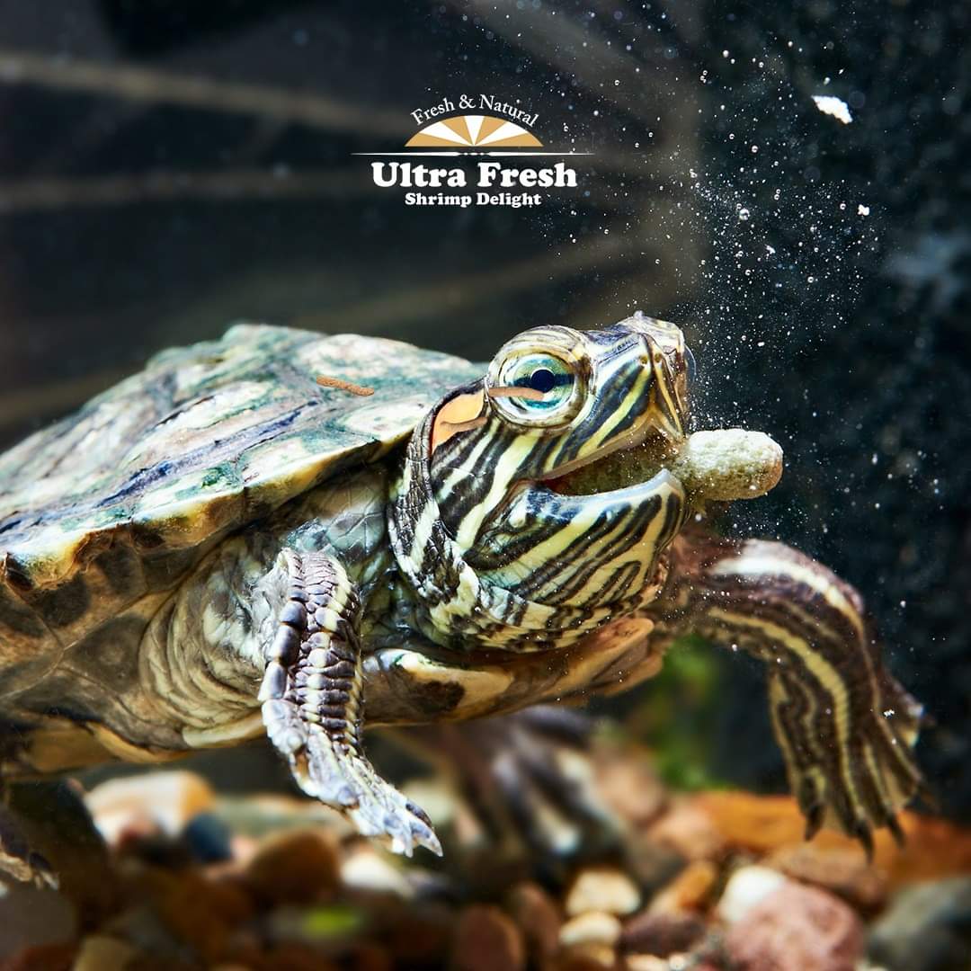 Azoo Ultra Fresh Turtle Nutri Stick by ivenbetta